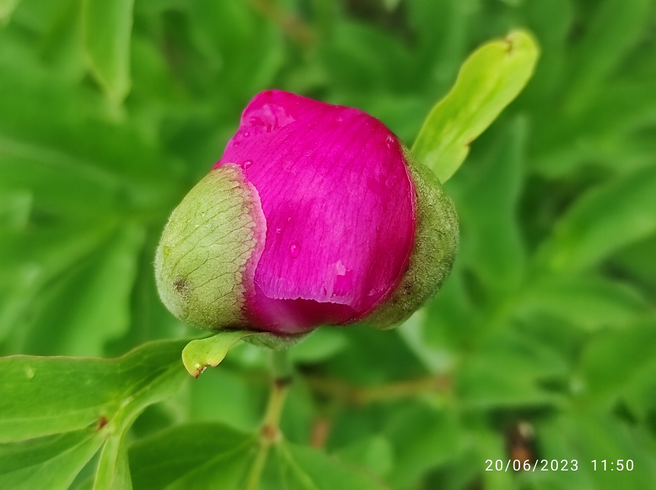 Paeonia arietina