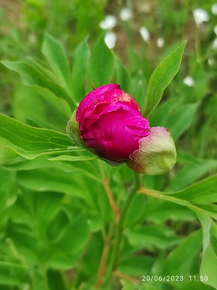 Paeonia arietina