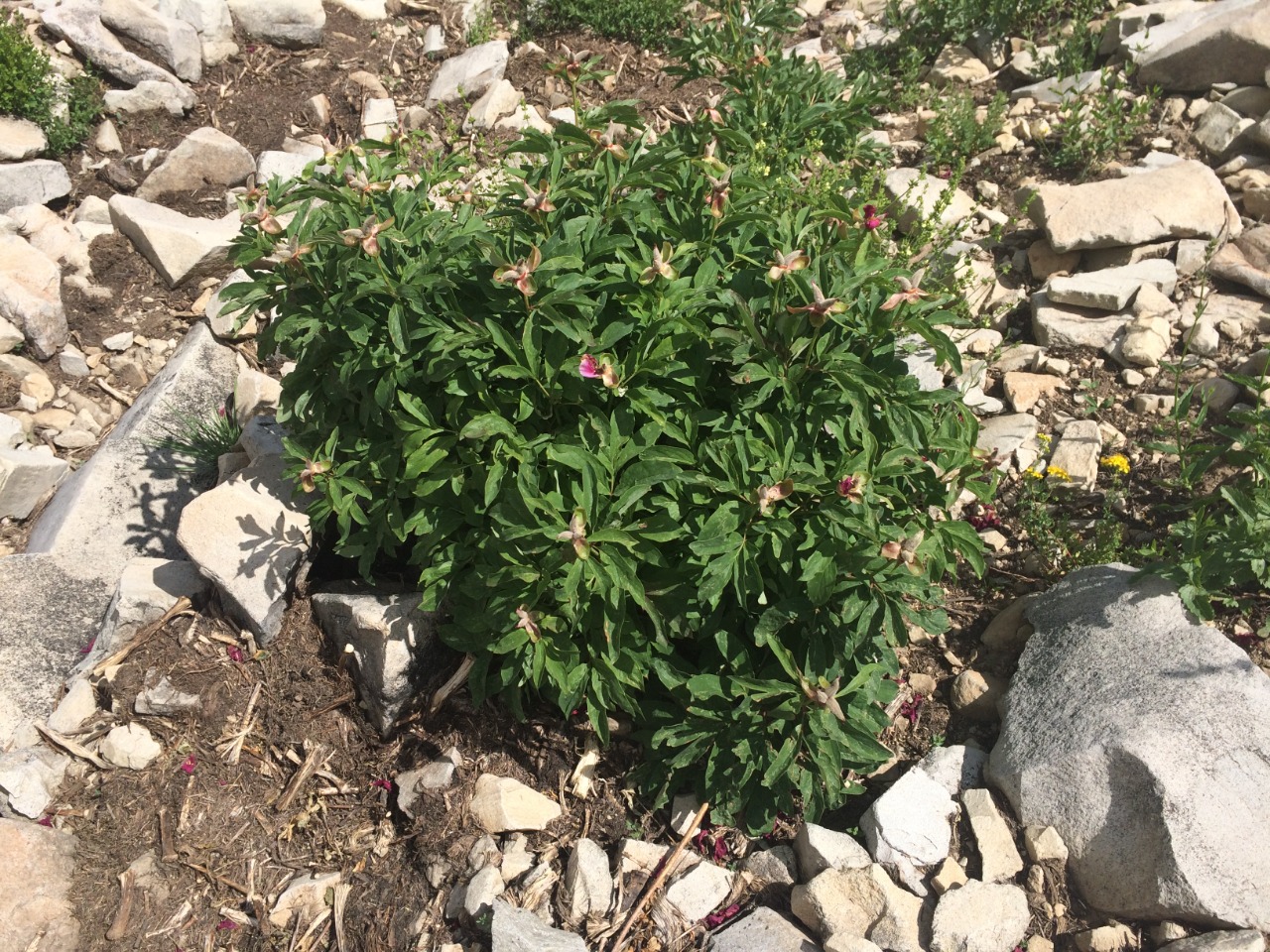 Paeonia arietina