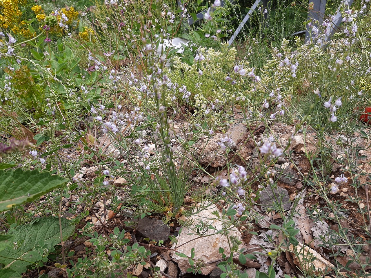 Linaria corifolia