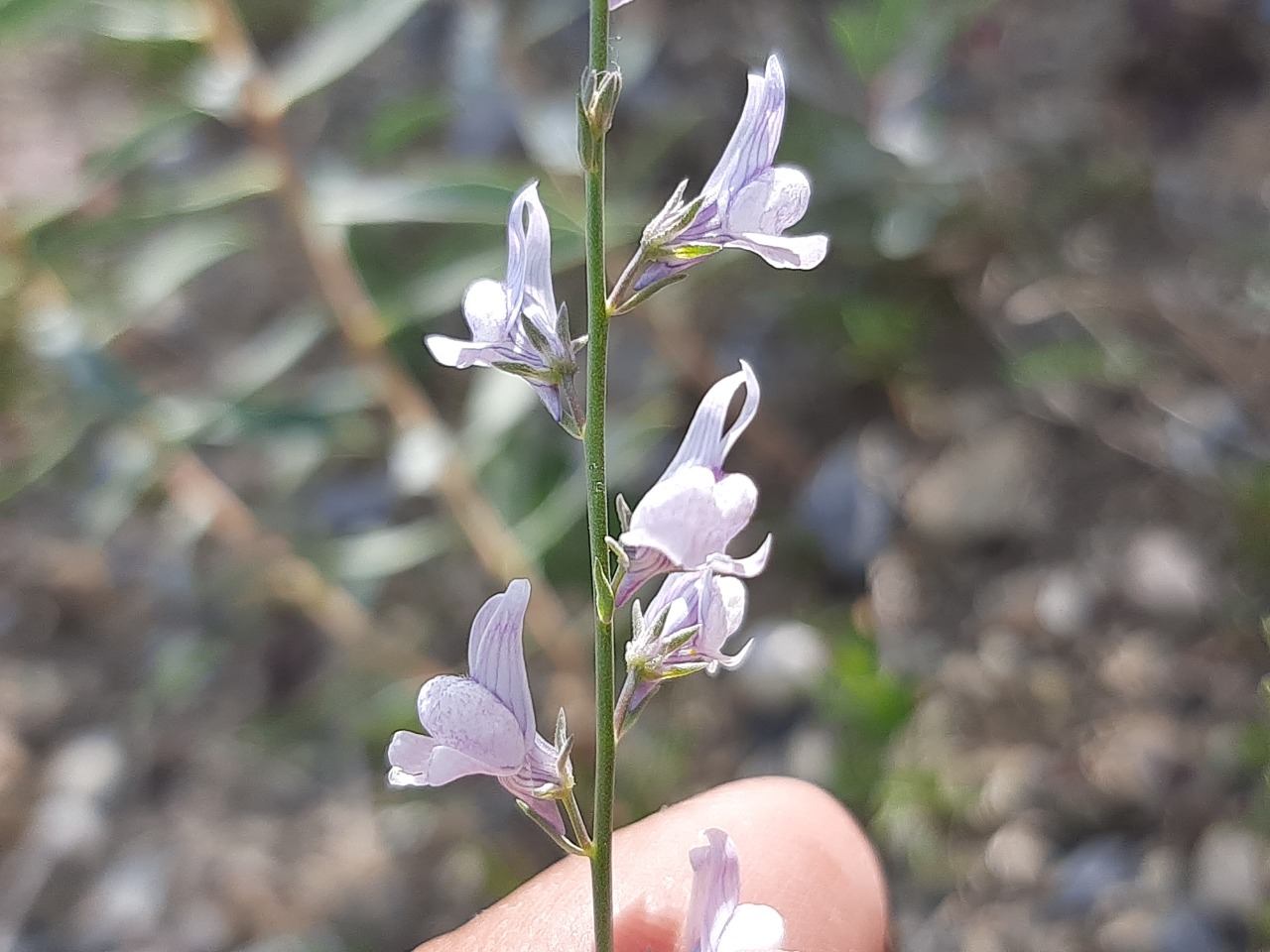 Linaria corifolia