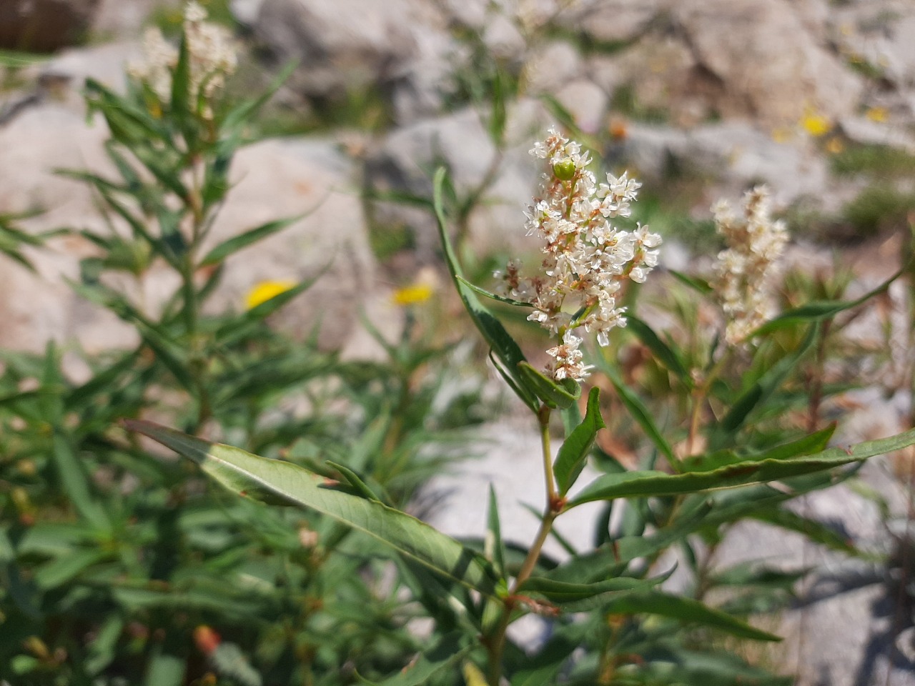 Polygonum alpinum