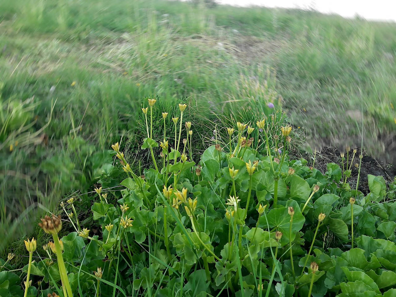 Caltha palustris