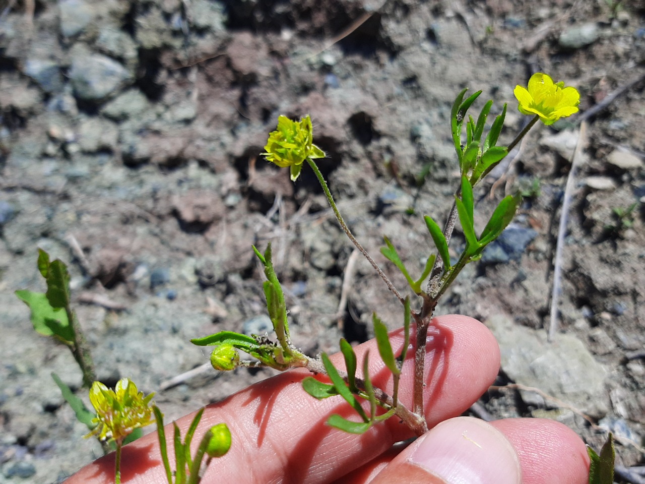 Ranunculus arvensis