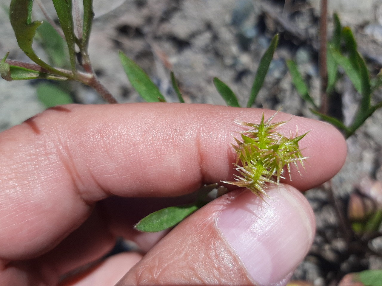 Ranunculus arvensis