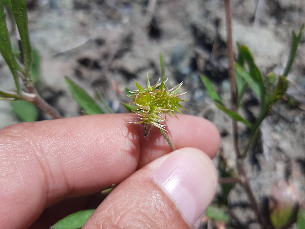 Ranunculus arvensis