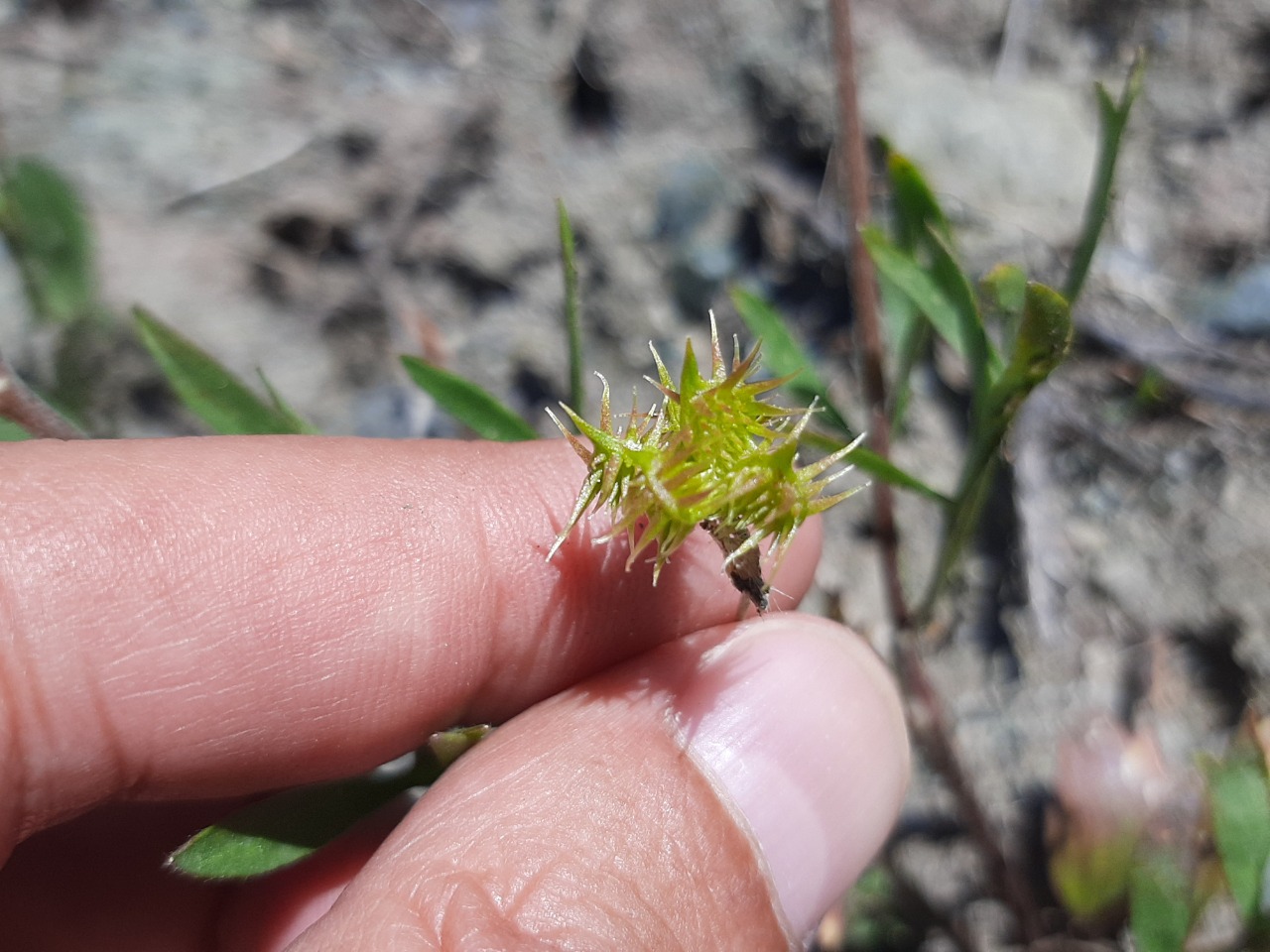 Ranunculus arvensis