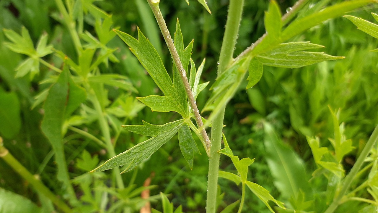 Ranunculus fenzlii