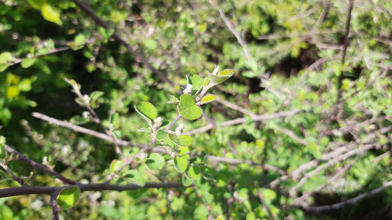 Cotoneaster nummularius