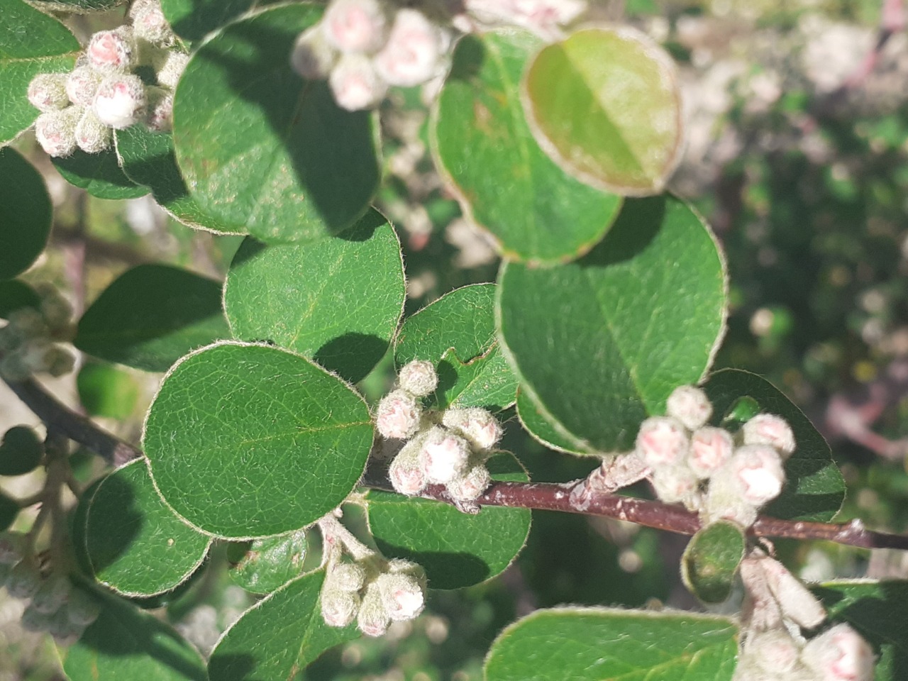 Cotoneaster nummularius