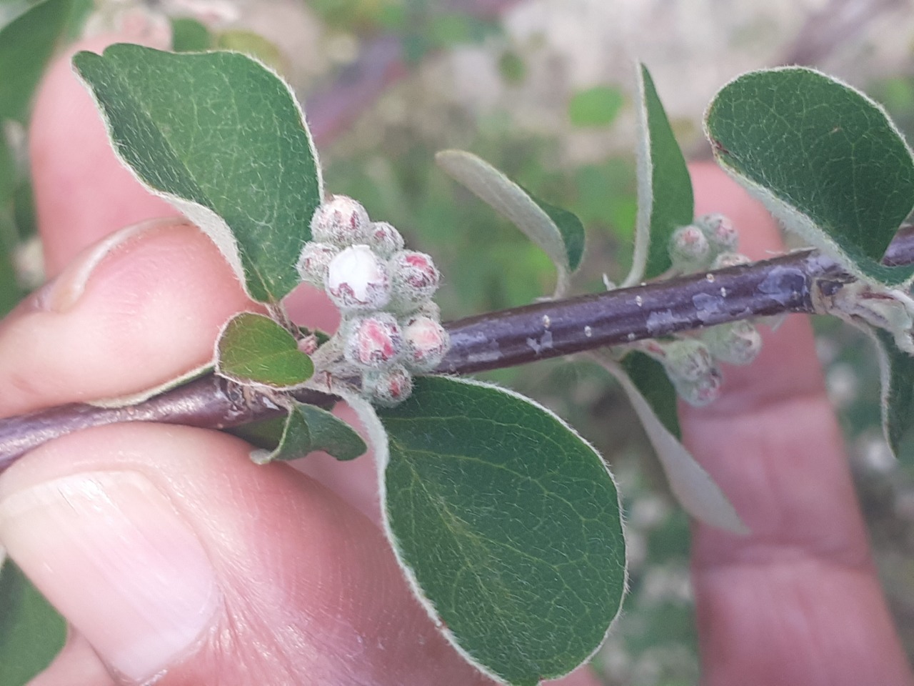 Cotoneaster nummularius