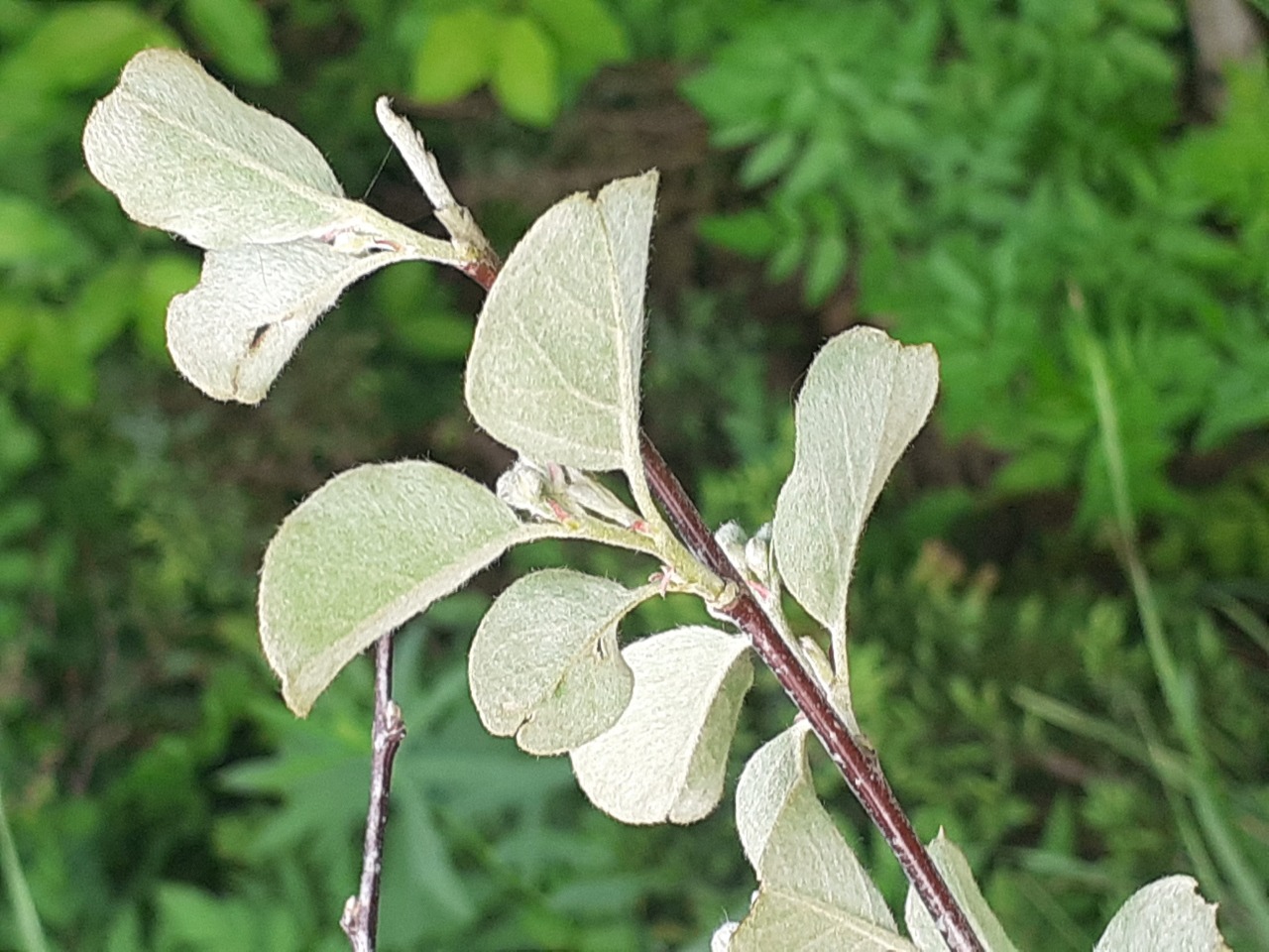 Cotoneaster nummularius