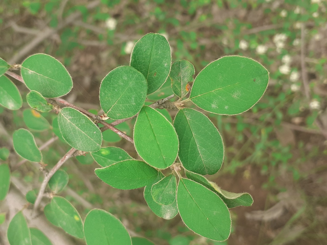 Cotoneaster nummularius