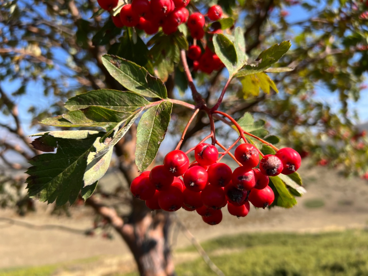 Sorbus roopiana