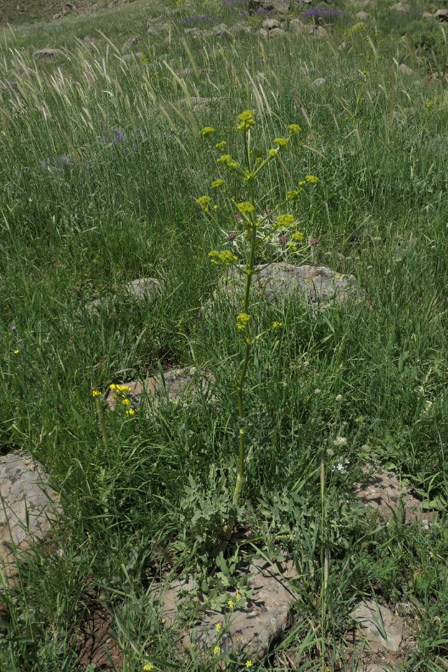 Ferulago setifolia