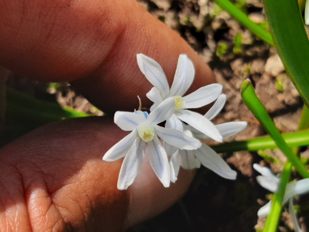 Puschkinia scilloides