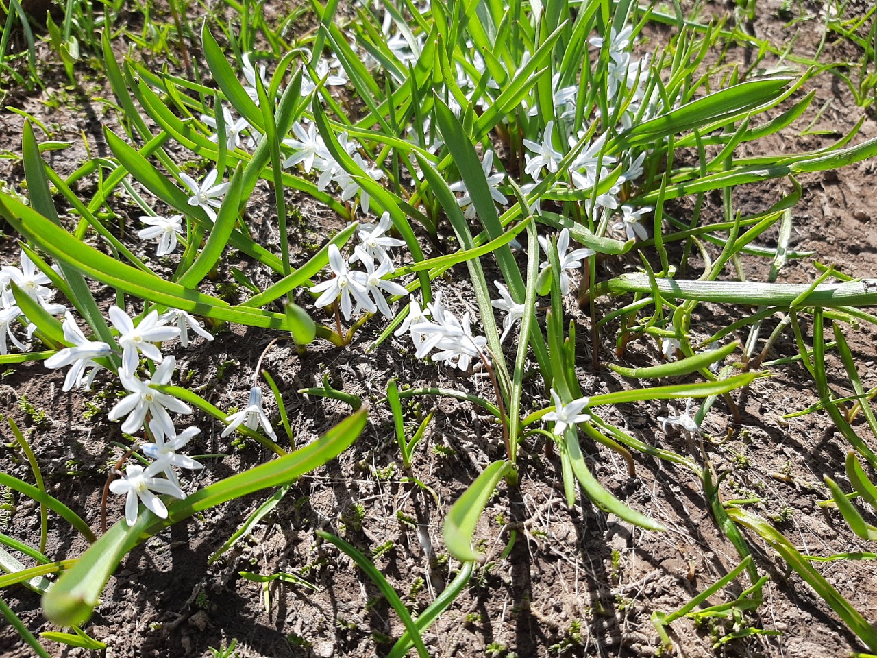 Puschkinia scilloides