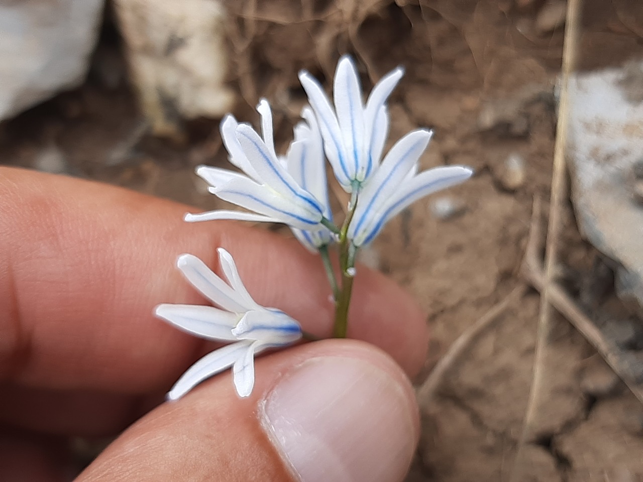 Puschkinia scilloides