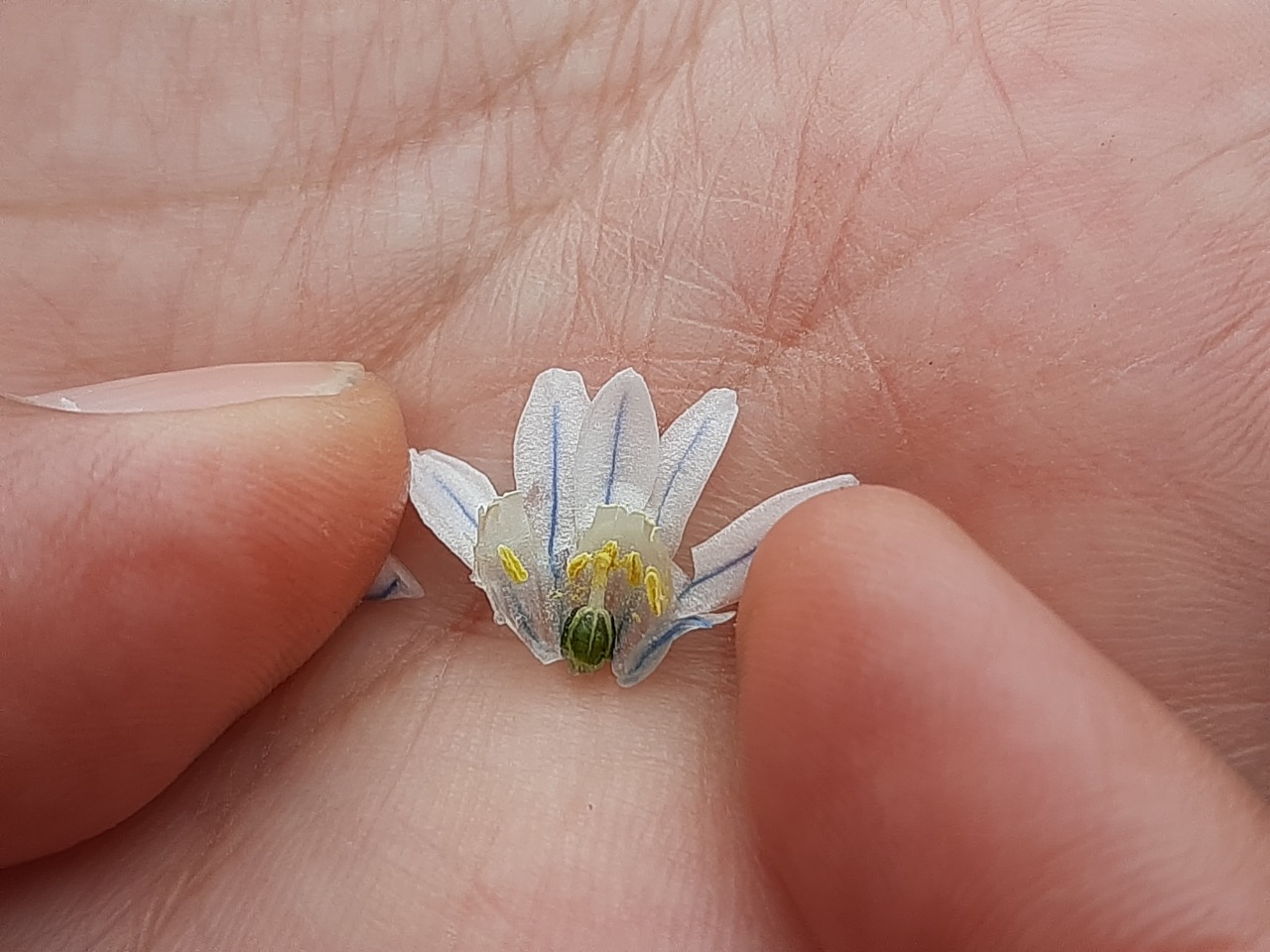 Puschkinia scilloides
