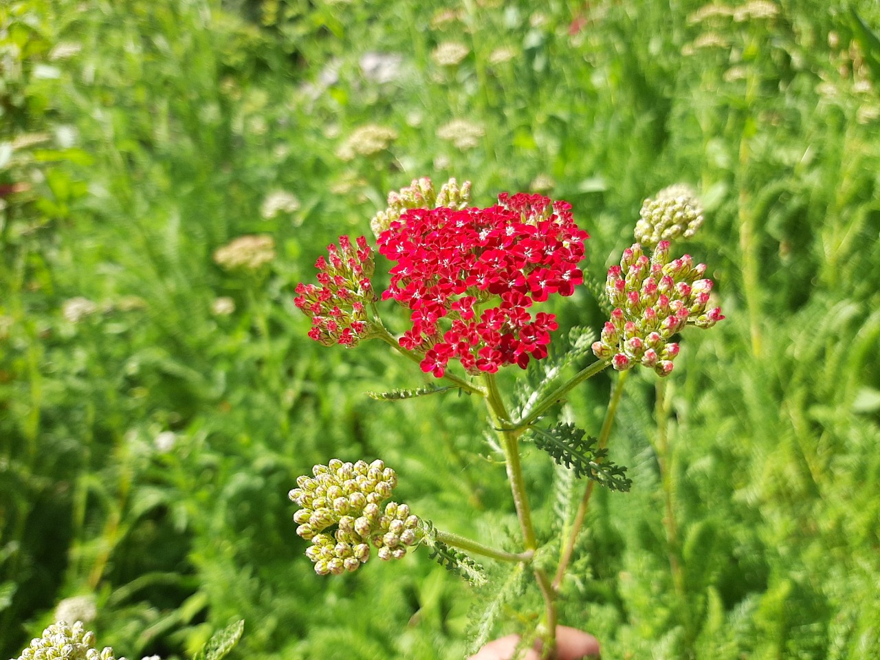 Achillea millefolium