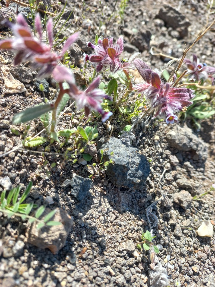 Phyllocara aucheri