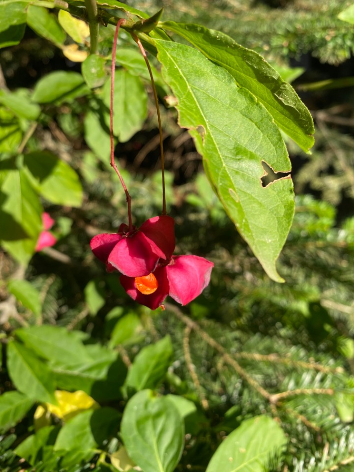 Euonymus latifolius