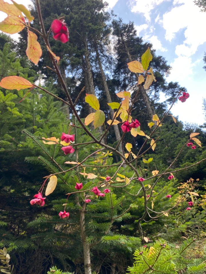 Euonymus latifolius