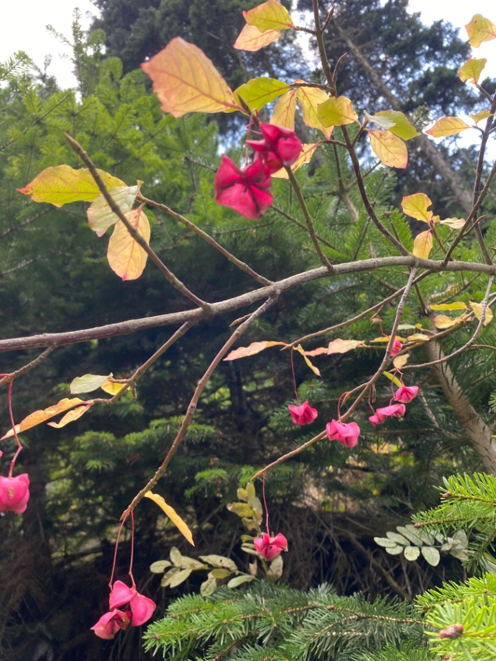 Euonymus latifolius