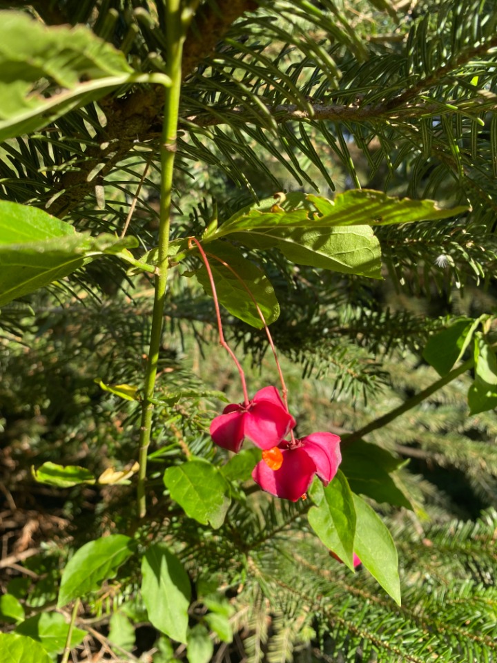 Euonymus latifolius