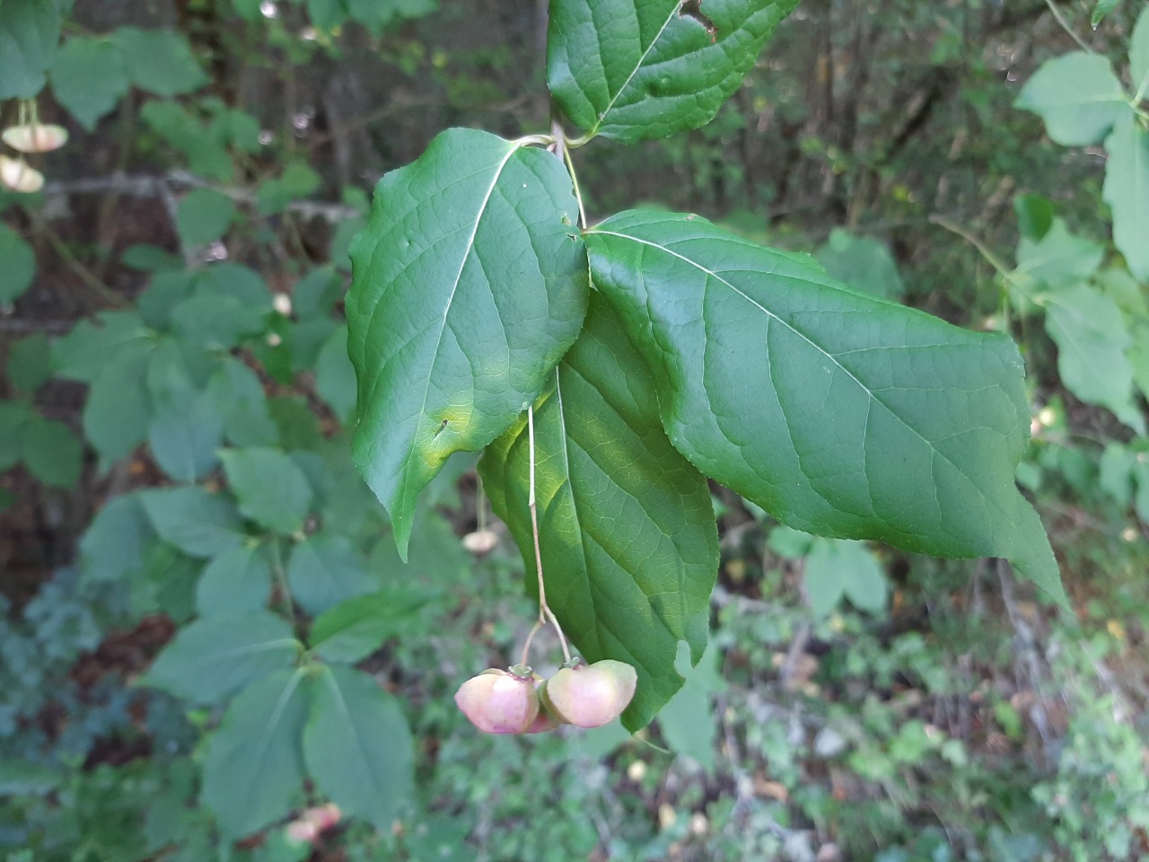 Euonymus latifolius