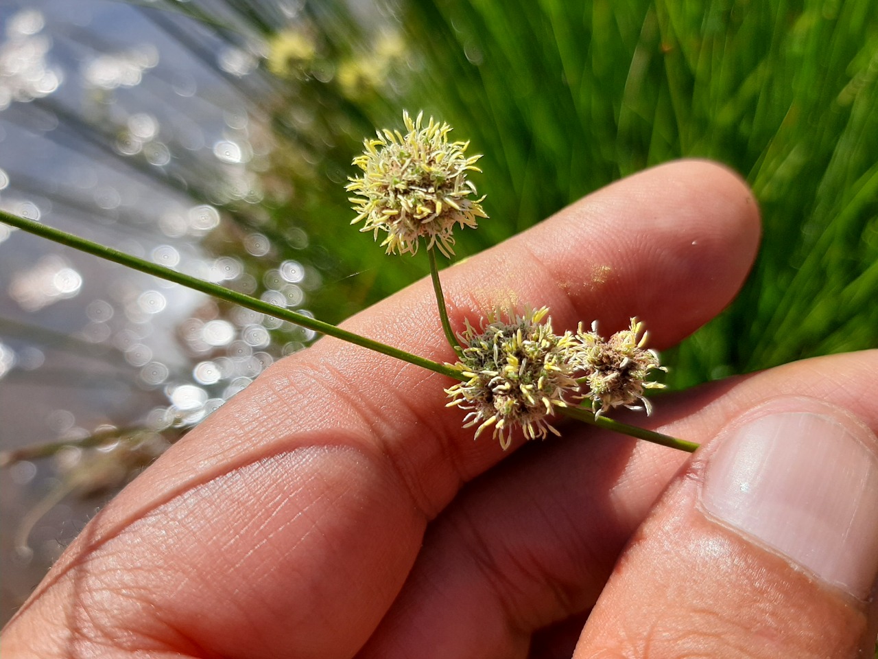 Scirpoides holoschoenus