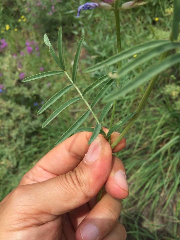 Astragalus aduncus