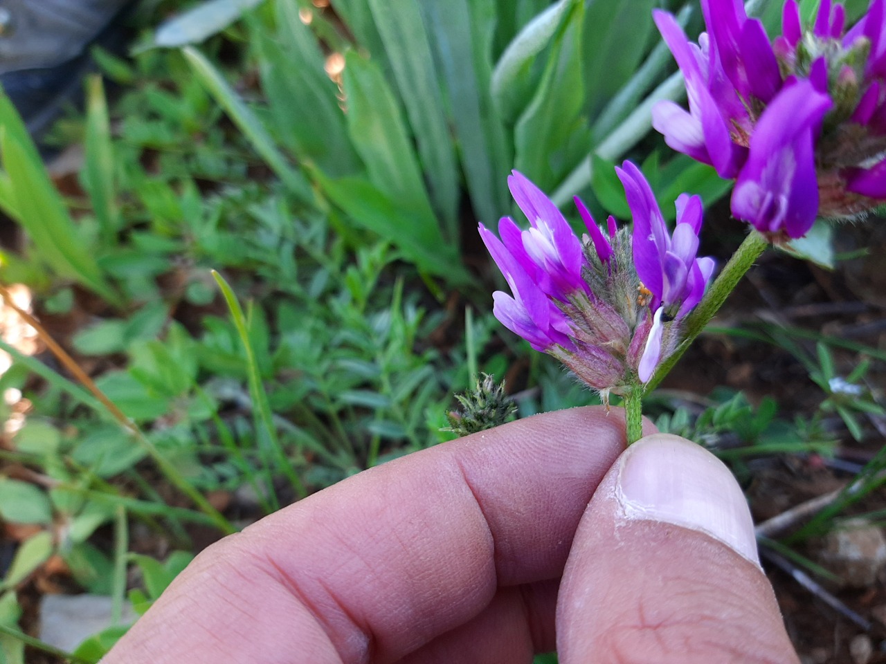 Astragalus asciocalyx