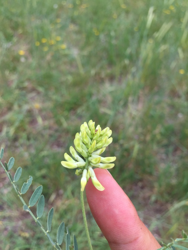 Astragalus cicerellus