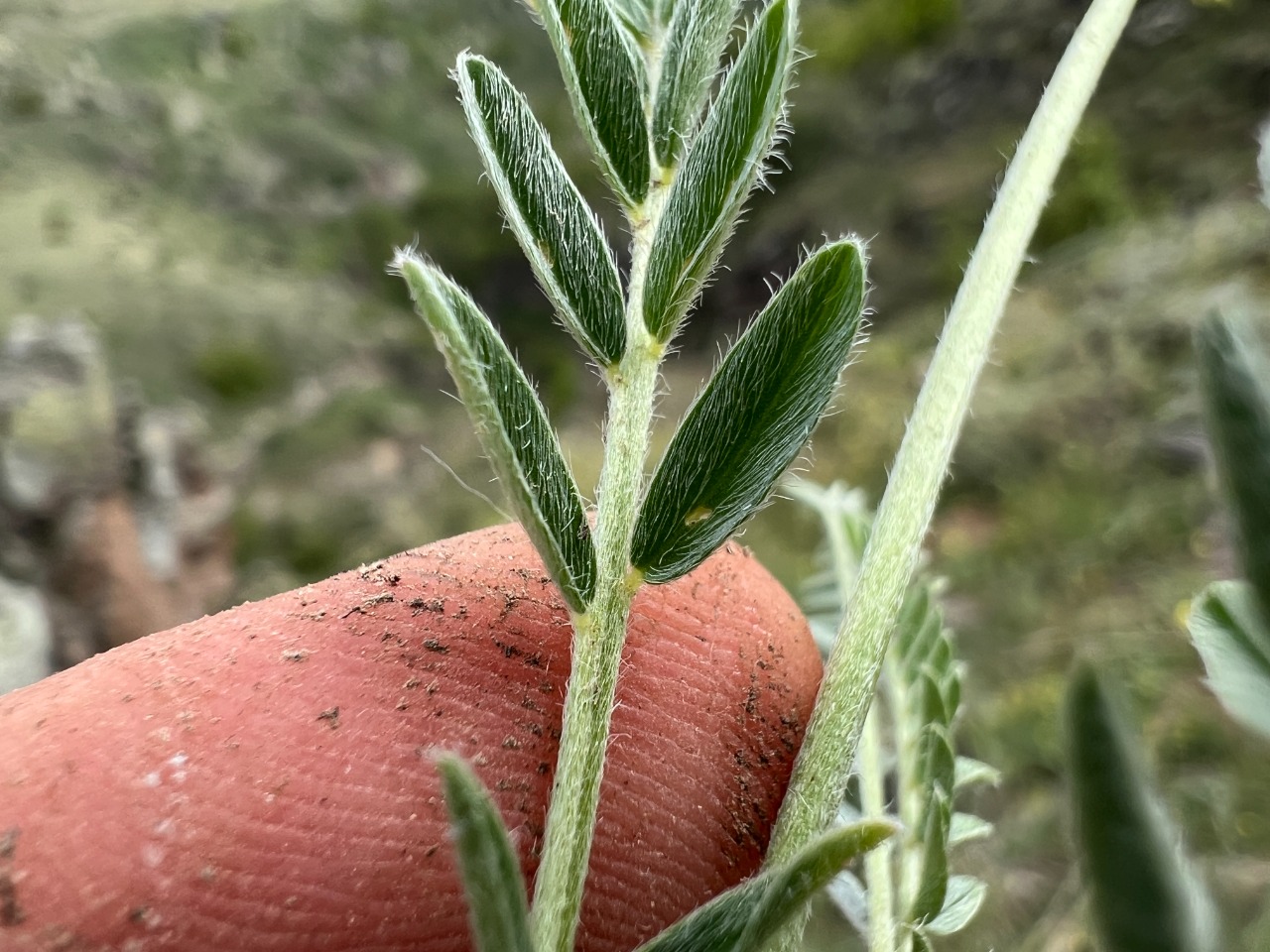 Astragalus globosus