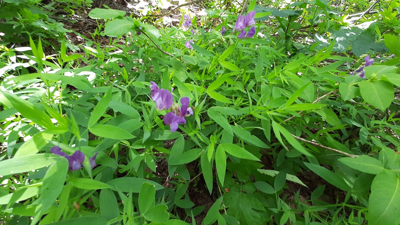 Lathyrus laxiflorus