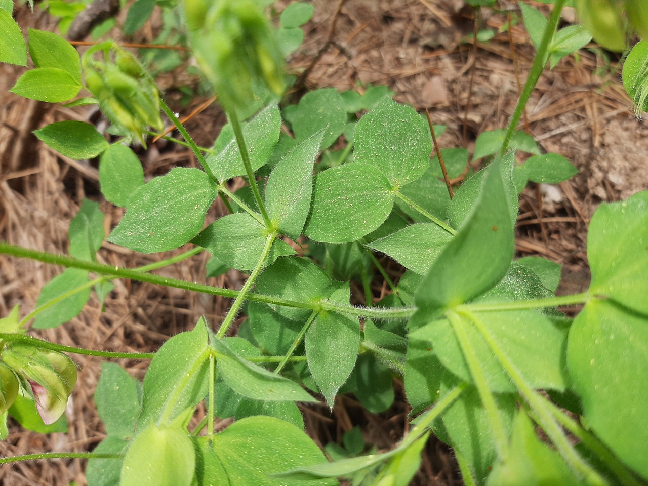 Lathyrus laxiflorus