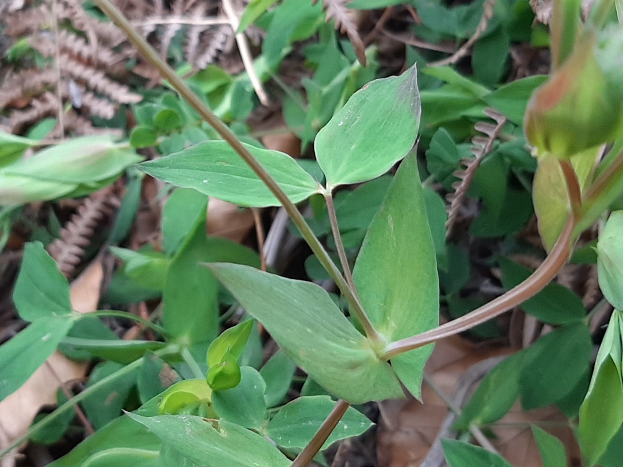 Lathyrus laxiflorus