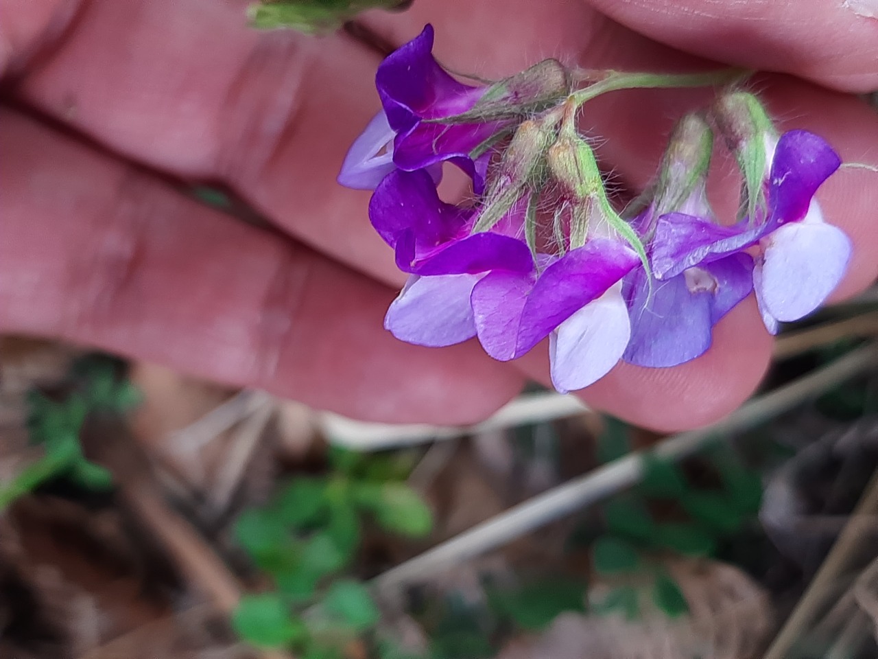 Lathyrus laxiflorus