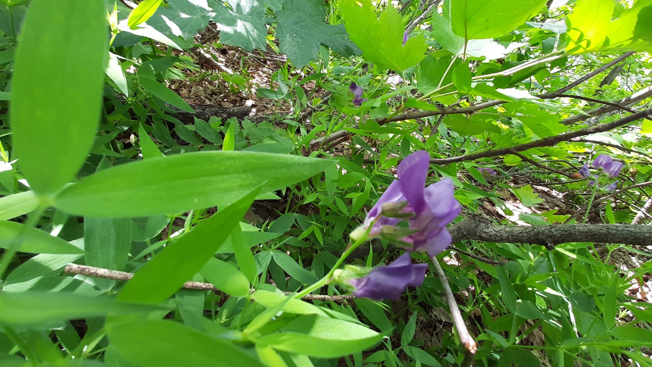 Lathyrus laxiflorus