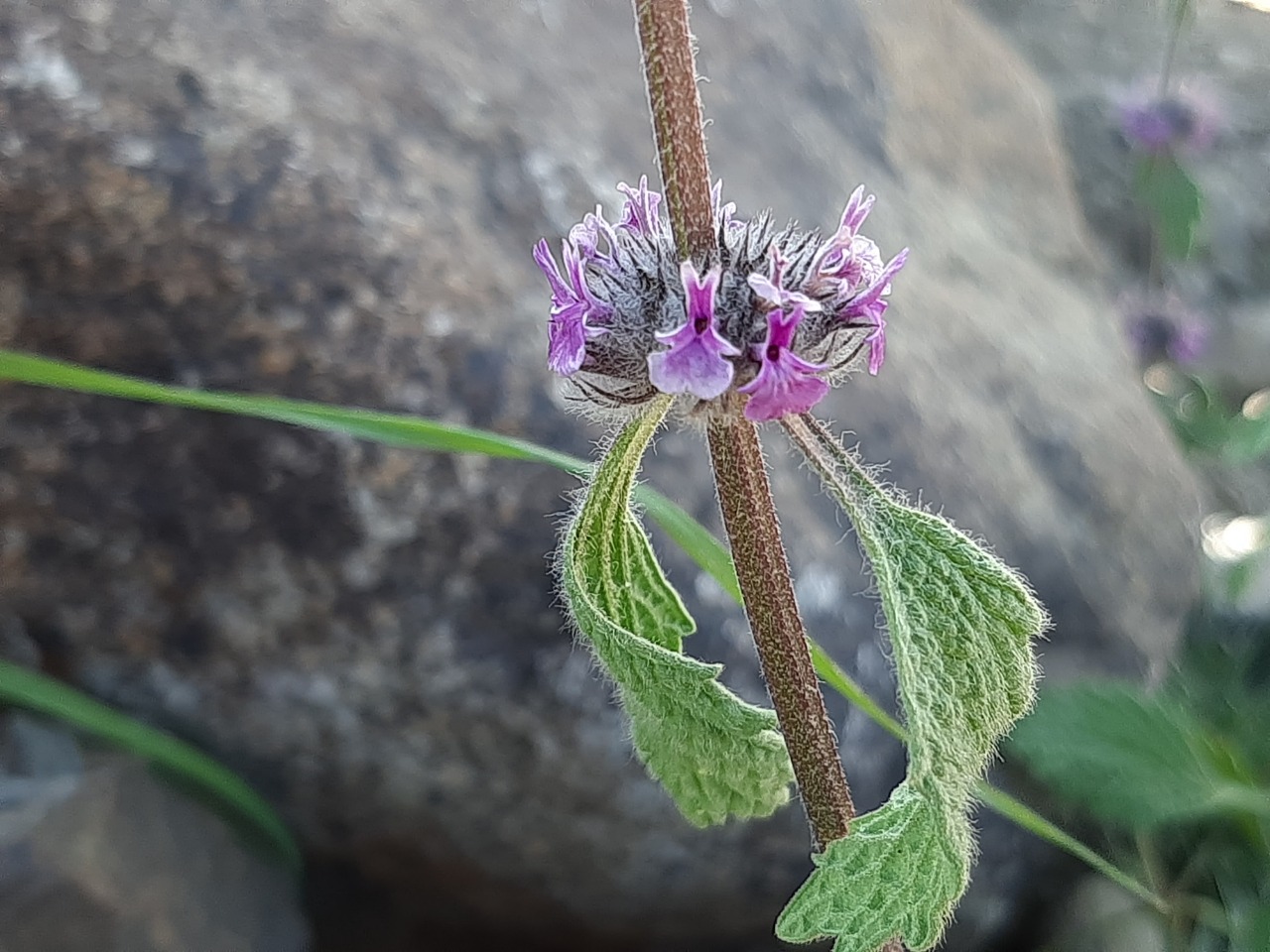 Marrubium astracanicum