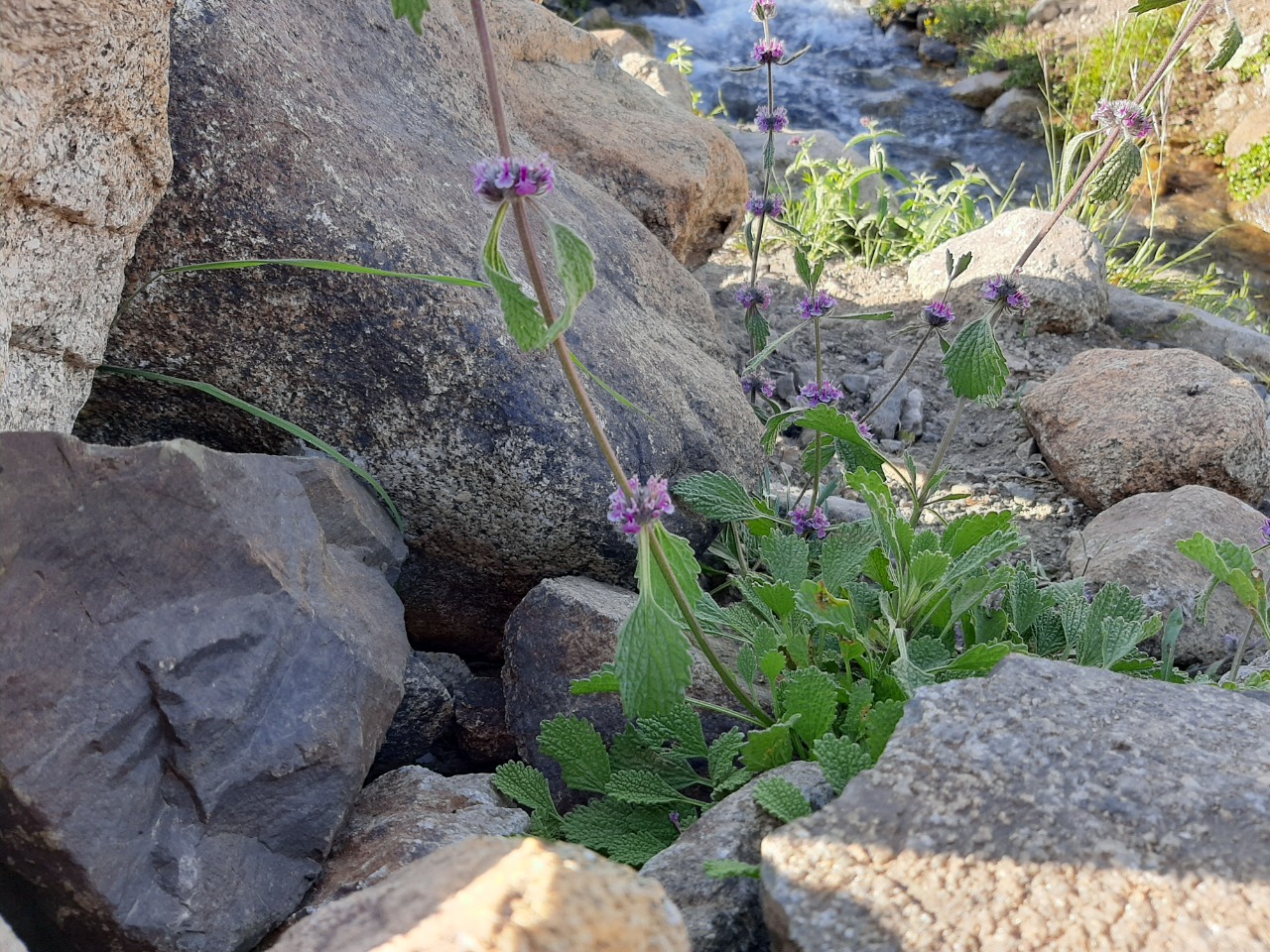 Marrubium astracanicum