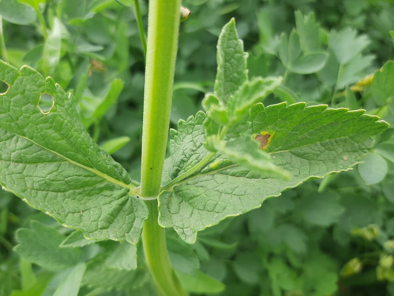 Nepeta nuda subsp. albiflora