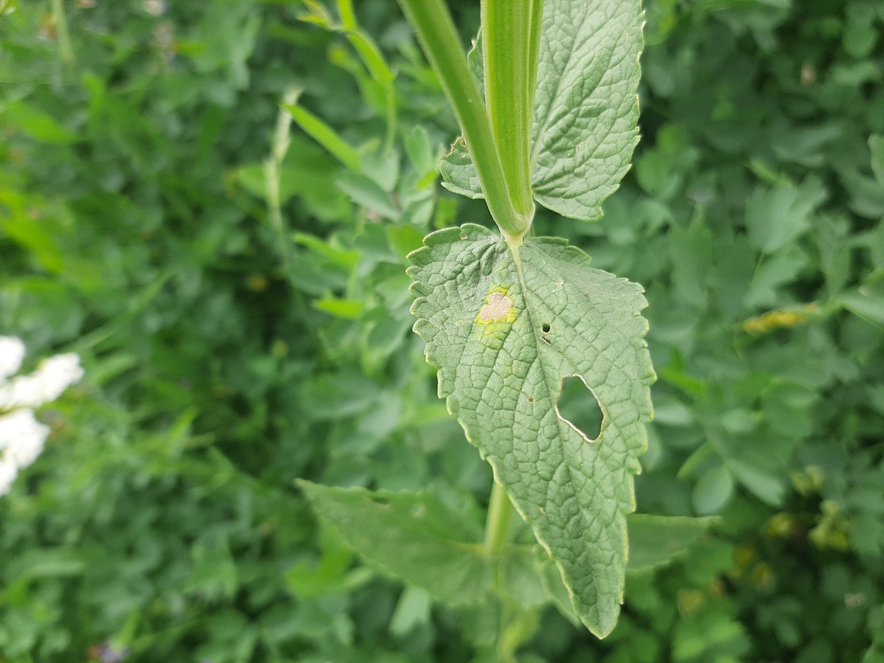 Nepeta nuda subsp. albiflora