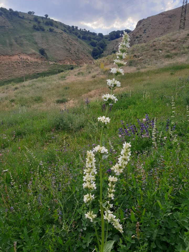 Nepeta nuda subsp. albiflora