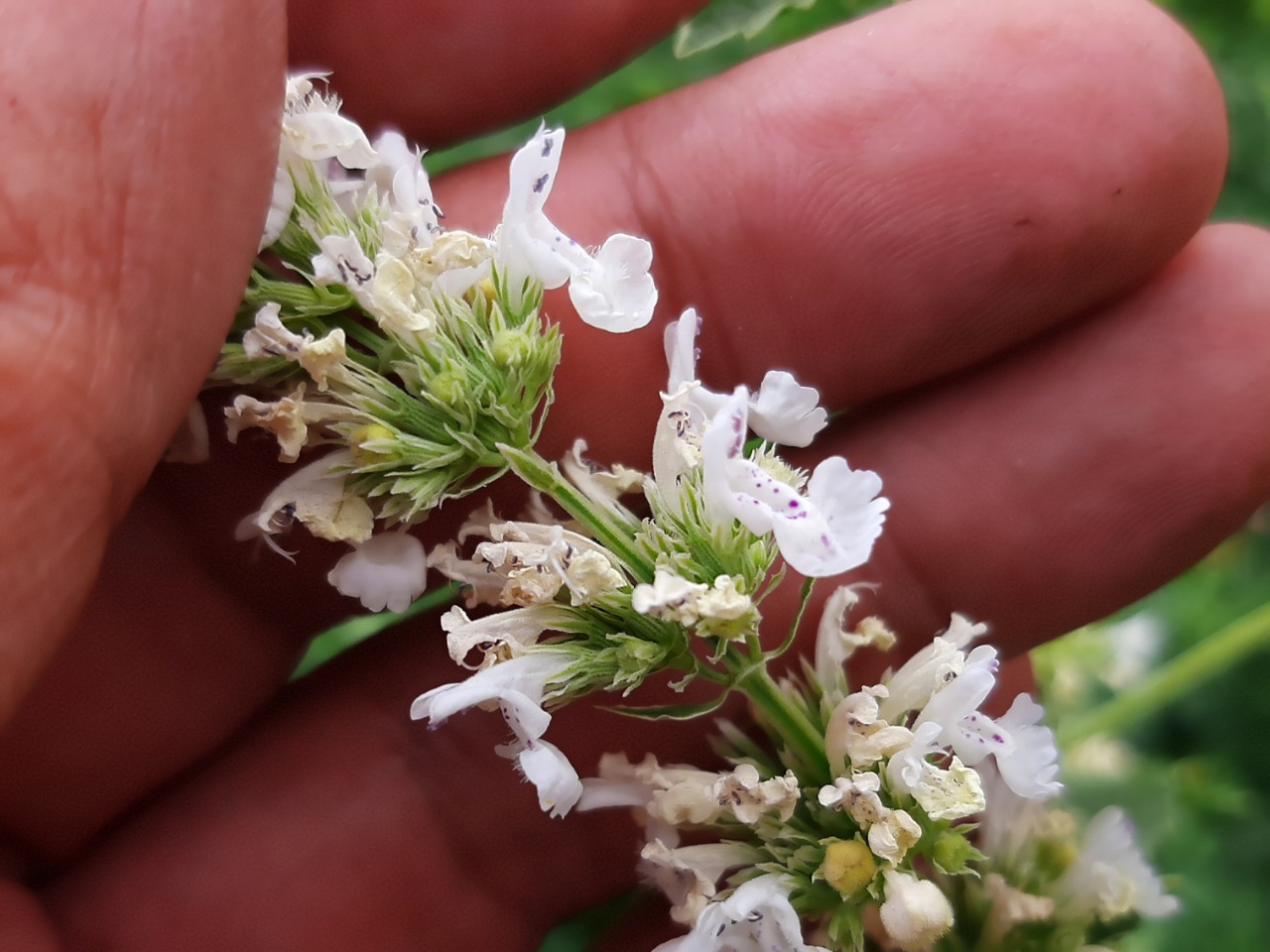 Nepeta nuda subsp. albiflora