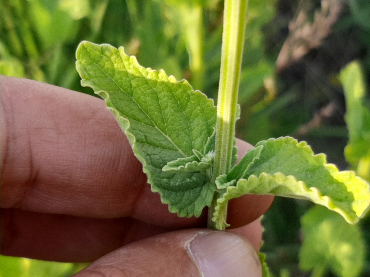 Nepeta nuda subsp. albiflora