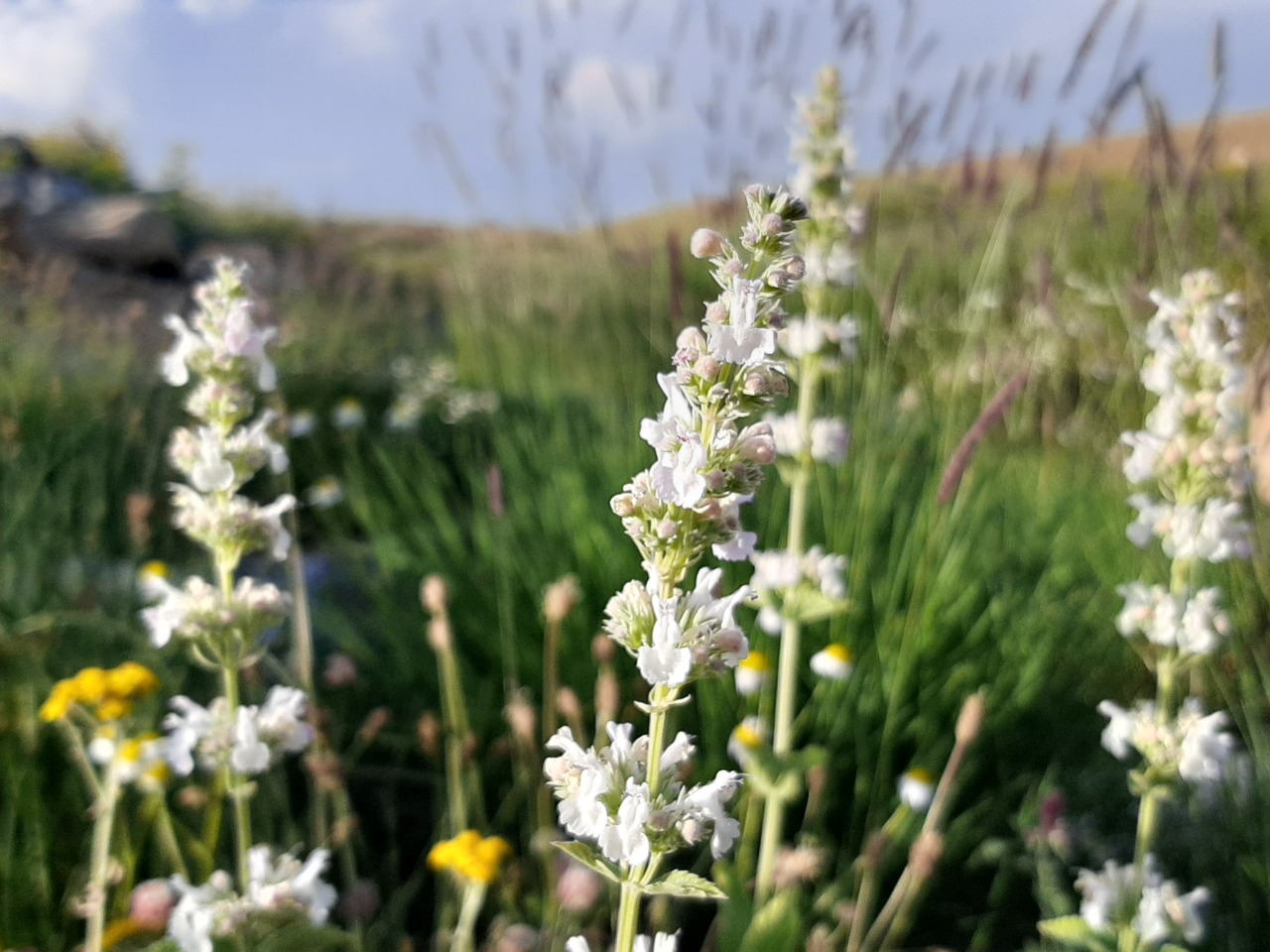 Nepeta nuda subsp. albiflora