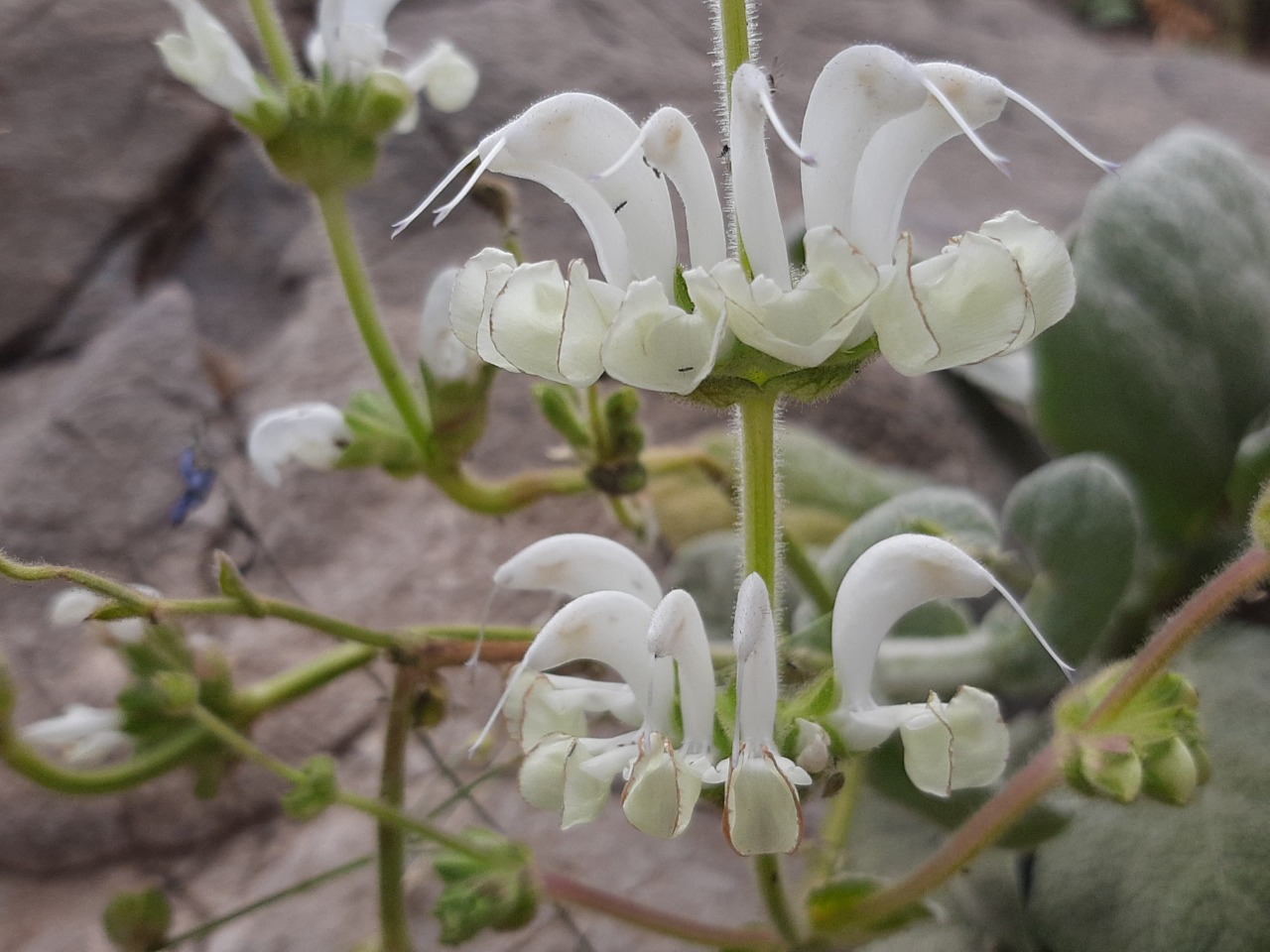 Salvia microstegia