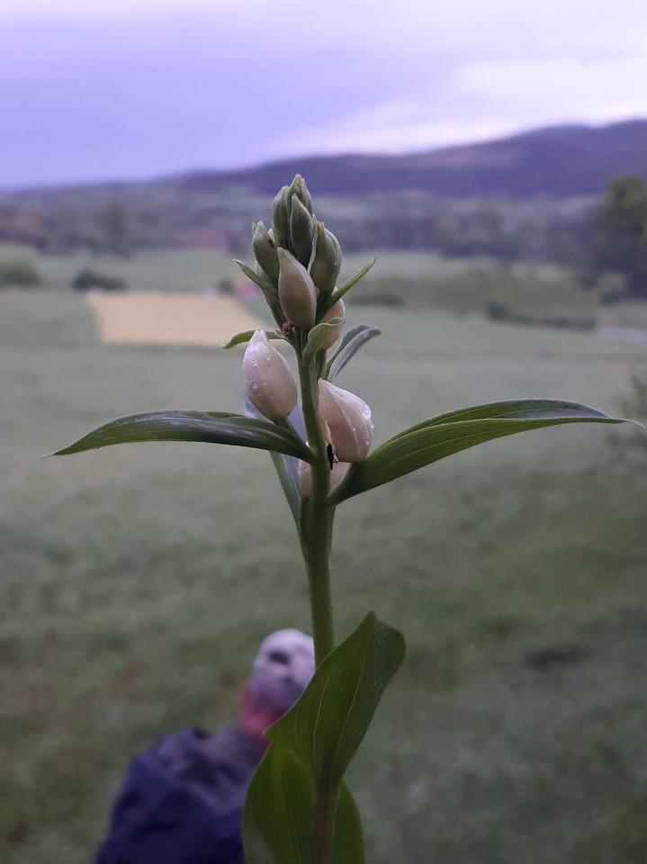 Cephalanthera damasonium